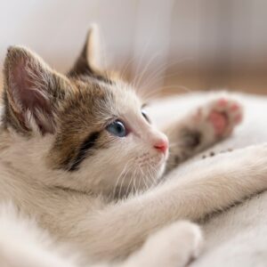 🐱 Aumente seu Alcance no Nicho Pet com o Pack Especialista em Gatos 2.0