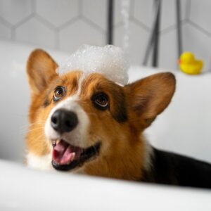 🧼 Transforme o Instagram do seu Banho e Tosa com Conteúdo Profissional e Cheio de Carinho