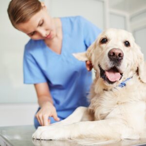 🐾 Destaque sua Clínica com Conteúdo que Transmite Cuidado e Autoridade na Geriatria Veterinária